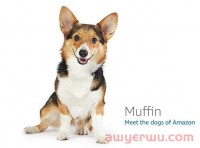 最全面的亚马逊listing变狗原因，以及最详细的解决方案（卖家必须收藏的干货）