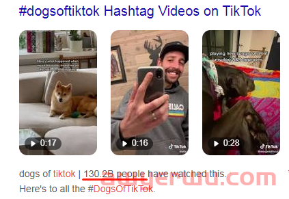 萌宠市场如火如荼,TikTok电商卖家该如何玩好“它经济”? 第1张 萌宠市场如火如荼,TikTok电商卖家该如何玩好“它经济”? 第1张