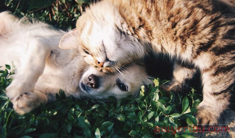 猫咪拯救世界!这一品类旺季需求暴增117%,畅销亚马逊! 第1张 猫咪拯救世界!这一品类旺季需求暴增117%,畅销亚马逊! 第1张