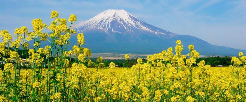 一文读懂日本公司注册的必要流程以及与财税相关的知识 第4张